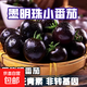 【墨明珠黑番茄】黑玫瑰番茄紫龍樊圣女果紫瓤紫色汁水水果小柿子 墨明珠小番茄 5斤 凈重 富含花青素的小番茄
