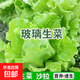 孔雀菜紫葉生菜不打藥不生蟲生吃脆甜高營養(yǎng)直立生菜四季播生菜 正品玻璃生菜種子約1500粒1包