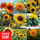 觀(guān)賞型向日葵種子迷你玩具熊向日葵多頭向日葵花海種子花草種子 觀(guān)賞型高桿向日葵100g/送10g肥料