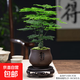 文竹室內(nèi)桌面擺件四季盆栽園藝?yán)蠘吨仓暌谆罱?jīng)典植物清新翠綠優(yōu)美 文竹+靜字陶瓷盆+苔蘚+底座