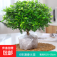 正宗清香胡椒木盆栽花卉室內外驅蚊草植物樹(shù)苗老樁盆景九里香綠植 【6年大苗】原土發(fā)貨/不含盆