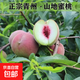 【新鮮】山東青州蜜桃超甜秋桃水果蜜桃脆甜多汁現摘現發(fā)-于甄鮮 【現摘現發(fā)】4.5斤大果