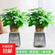 2025新款發(fā)財樹(shù)小盆栽花卉辦公室內水培綠植物旺宅盆景四季好養活 【2盆裝】三桿優(yōu)質(zhì)發(fā)財樹(shù)（繁星盆）