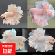 【泰國進(jìn)口精品斗魚(yú)】觀(guān)賞魚(yú)苗金魚(yú)熱帶好養耐活體淡水半月婚紗魚(yú) SS粉白繡球下單送魚(yú)食