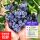 藍莓樹(shù)果苗藍莓苗盆栽地栽果苗帶大果南北方種植苗兔眼綠寶石果樹(shù) 5年苗_奧尼爾/帶葉帶土發(fā)貨