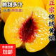 黃桃山東蒙陰錦繡黃桃新鮮現摘當季新鮮水果毛桃蜜桃應季桃子-昕 凈重5斤 單果100g+