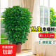 幸福樹(shù)客廳盆栽大型綠植辦公室內(nèi)好養(yǎng)植物大老樁平安樹(shù)四季吸甲醛 叢生幸福樹(shù)1.1-1.3米+原盆