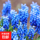 10顆葡萄風(fēng)信子進(jìn)口種球土培水培植物盆栽室內(nèi)室外耐寒花卉多年生 卡羅拉 葡萄風(fēng)信子種球 10顆 3-4cm