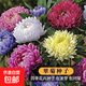 國(guó)慶翠菊種子混搭大花種籽易活花種籽四季開(kāi)花室外室內(nèi)花種子大全 翠菊種子/包約300粒 買三包送二包