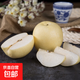 河北皇冠梨辛集皇冠梨龍華梨 凈重5斤裝（單果200g+）