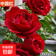 果汁陽(yáng)臺月季花苗四季開(kāi)花卉盆栽綠植物室內花易活玫瑰帶花苞庭院 【帶花苞】中國紅月季/約40cm高+加侖盆