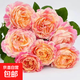 【果汁陽(yáng)臺月季】大苗玫瑰花苗盆栽大花歐月濃香陽(yáng)臺庭院帶花苞 莫奈【帶花苞】 大苗【開(kāi)花爆滿(mǎn)】
