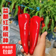老品種辣椒早熟高產(chǎn)益都紅辣椒種子皮薄籽少肉多盆栽庭院蔬菜種籽 益都紅辣椒種子 5包約1500粒