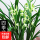 【超值超實(shí)惠新手蘭花福利】蘭友練手好養蘭花苗花卉綠植開(kāi)花濃香 大鳳素2-3苗裸根苗 當年開(kāi)花 健