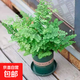 鐵線蕨盆栽鐵絲草多年生常綠草本觀葉綠植帶土綠植花卉耐陰水培 鐵線蕨1盆+加侖盆+肥料
