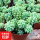 【玉墜多肉】植物懶人好養(yǎng)陽臺(tái)辦公室內(nèi)桌面可愛多肉精品新款綠植 玉墜7-10顆【栽好發(fā)貨】