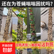 蒼蠅貼粘蠅紙彩帶粘蚊克星捕滅蠅神器粘蠅板條誘殺強力家用一掃光 雙面粘【10卷】送5包滅蠅藥