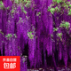 紫藤樹(shù)苗爬藤植物攀援花卉紫藤花苗庭院陽(yáng)臺盆栽地栽綠植物苗木 紫蘿藤2cm粗【當年開(kāi)花】
