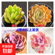 多肉植物精選圖片品種發(fā)貨照圖辦公室室內陽(yáng)臺桌面圖片品種指定品 春萌+昂斯諾+紫珍珠+紫樂(lè )+盆土