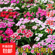 耐寒花種多年生野花組合種子四季開(kāi)花花籽庭院易種活室外花卉 五彩石竹種子 250克