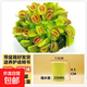 捕蠅草盆栽夏季水培驅(qū)蚊草食蟲草豬籠草食人花室內(nèi)好養(yǎng)花卉綠植物 大嘴1盆+自動吸水盆+種植好發(fā)貨