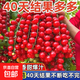 本土大番茄種子高產(chǎn)超甜超大紅果大西紅柿種子高溫蔬菜瓜果種籽 瀑布小番茄香甜爆汁約400粒1包