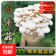 蘑菇種植包菌包菌種食用菌菌菇包平菇香菇室內(nèi)家庭盆栽菌種家種包 白平菇【標(biāo)準(zhǔn)款】 1包約【1包重量500-800g】【不出菇包賠】