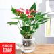 紅掌盆栽白粉掌一帆風(fēng)順帶花特大號(hào)花卉室內(nèi)客廳面水培植物好養(yǎng) 約30cm紅掌+圓球玻璃瓶 帶盆栽好