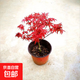 紅楓盆景老樁紅舞姬盆景中國紅楓樹(shù)苗盆栽四季紅室內庭院種植耐寒 紅楓樹(shù)高度25CM-40CM左右 原土發(fā)貨