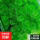 水草套餐三角莫斯淡水松茸火焰垂淚莫斯前景草沉木魚(yú)缸水族箱造景 綠菊一扎十顆送杯 送兩份發(fā)三份