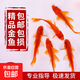 金魚活魚苗冷水紅草金觀賞魚小型淡水好養(yǎng)活魚養(yǎng)殖生態(tài)小魚缸泰獅 【4-7CM】紅草金隨機(jī)3條