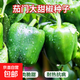 茄門(mén)大甜椒肉厚皮薄果大燈籠椒種子甜椒王種子四季盆栽辣椒種籽 茄門(mén)甜椒種子 1包約200粒
