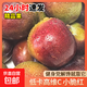 四川小脆紅李子新鮮李子現(xiàn)采時(shí)令水果清香解膩過癮 【 吃過癮】帶箱5斤 15g+