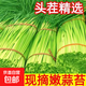 京喜自營新鮮蒜苔現(xiàn)采現(xiàn)發(fā)生鮮蔬菜超市同款即食蒜苔 新鮮蒜苔 2斤