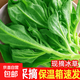 【送沙拉醬】新鮮冰草冰菜沙拉菜火鍋即食生吃生菜送沙拉醬西餐廳 新鮮冰草1斤