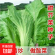 耐寒黃心烏塌菜紫妃上海青高梗大白菜種子四季播庭院蔬菜種子 特惠客家甜芥菜種子約1000粒1包