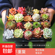 多肉植物組合3-5厘米卷好盆栽耐干旱好養(yǎng)新手基地玉露綠植盆栽 【3-5厘米】18棵不重復(fù)有玉露