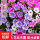 矮牽牛種子花卉種籽四季室內(nèi)陽臺盆栽植物花草種易活耐寒耐熱爬藤 矮牽牛種子/包約1000粒 1包