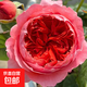 陽(yáng)臺月季花苗帶花苞盆栽四季開(kāi)花玫瑰特大花庭院陽(yáng)臺花卉四季開(kāi)花 朱砂碗 大苗