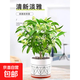 驅蚊綠植夜來(lái)香盆栽花樹(shù)苗九里香茉莉花卉四季開(kāi)花庭院陽(yáng)臺易活 夜來(lái)香6年苗原土送營(yíng)養肥 不含盆