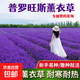 薰衣草種子狹葉普羅旺斯花種四季種庭院香草陽(yáng)臺花籽盆 1袋1000粒 薰衣草種子1包（送1袋肥料）