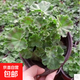 竹芋類盆栽花卉好養(yǎng)耐熱粉公主植物自動吸水盆懶人綠植花卉 天竺葵冠幅約10CM高約10CM 原盆原土/盆徑7*7cm送肥料
