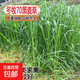 進(jìn)口黑麥草種子四倍體耐寒冬牧70牛羊魚雞鵝兔吃的多年生牧草種子 耐寒冬牧70黑麥草種子 1斤