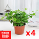 常春藤盆栽室內外垂吊植物好養水培綠植清新空氣四季常青長(cháng)青 精選常春藤長(cháng)15-20cm【原盆原土】4盆