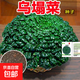 耐寒黃心烏塌菜紫妃上海青高梗大白菜種子四季播庭院蔬菜種子 烏塌菜種子新種約5000粒5包