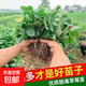 草莓秧苗四季草莓苗盆栽家庭陽(yáng)臺種植奶油天使地栽果樹(shù)苗當年結果 奶油草莓苗10顆帶土