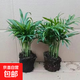 新品推薦袖珍椰子綠植盆栽客廳擺件盆栽水土培四季常青吸甲醛 原土兩盆【16-20顆】 新品袖珍散尾葵盆栽