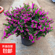滿(mǎn)天星盆栽綠植帶花苞鮮花花卉四季開(kāi)花期不斷臥室內客廳陽(yáng)臺桌擺 [超大盆滿(mǎn)天星（冠幅20-32厘米）+原盆原土]