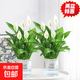 水培白掌一帆風(fēng)順盆栽帶花室內(nèi)客廳植物四季常青好養(yǎng)活新家綠植 A級白掌+早安吸水盆 2盆裝