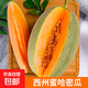 山東西州蜜哈密瓜 頭茬新鮮現(xiàn)摘網(wǎng)紋哈密瓜水果整箱 哈密瓜凈重7-8斤2-4個(gè)